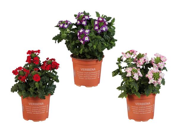 Verbena