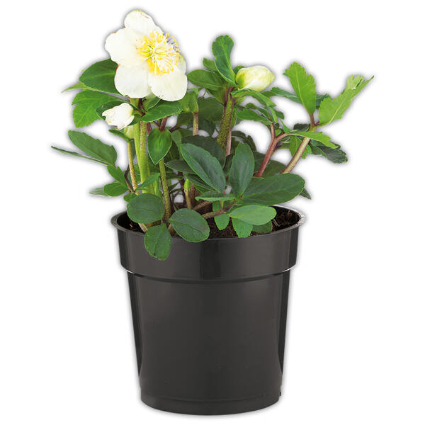 Christrose