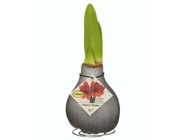 Amaryllis