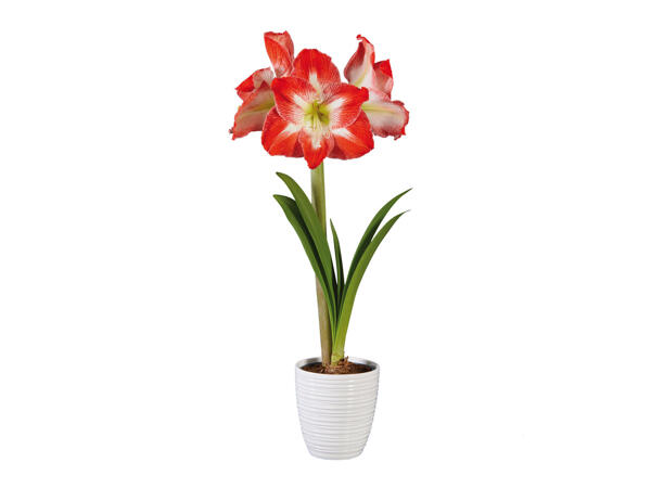 Amaryllis im Keramiktopf