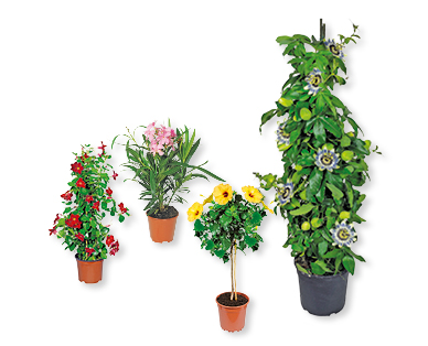 Plantes en pot