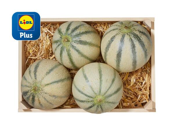 Melon cantaloup