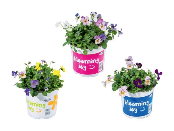 Viola Festival Colours