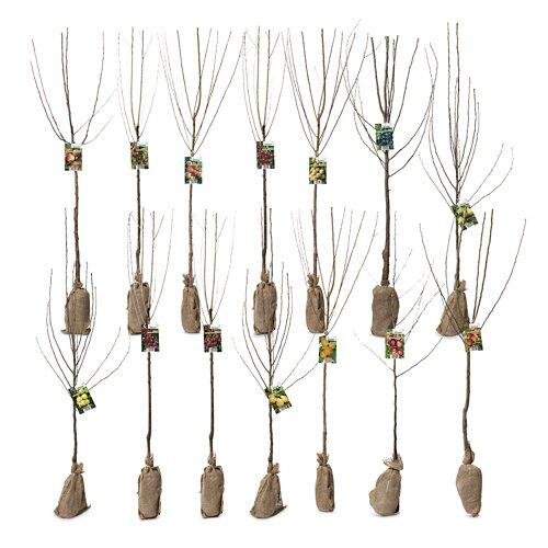 Arbre fruitier