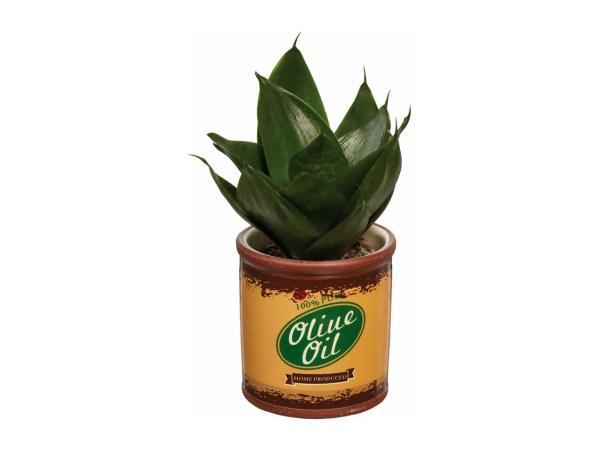 Plant in Mini Bucket
