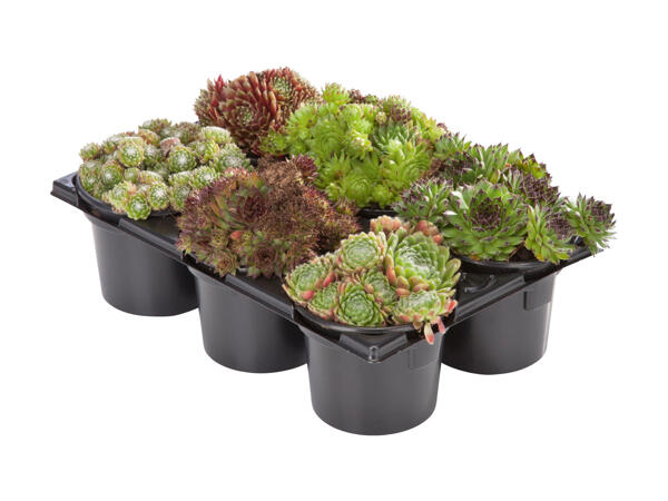 Sempervivum