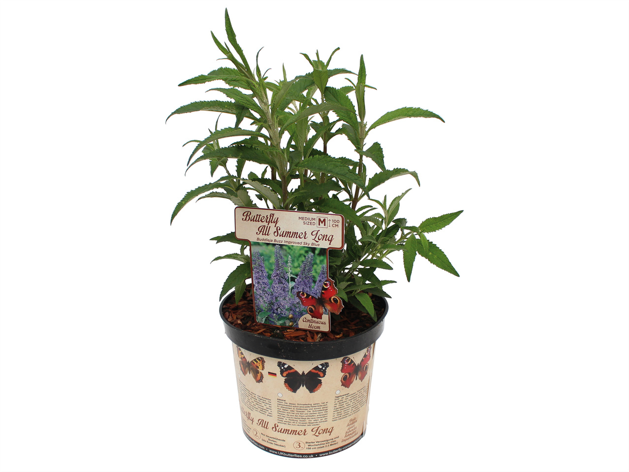 Buddleja (Sommerflieder)