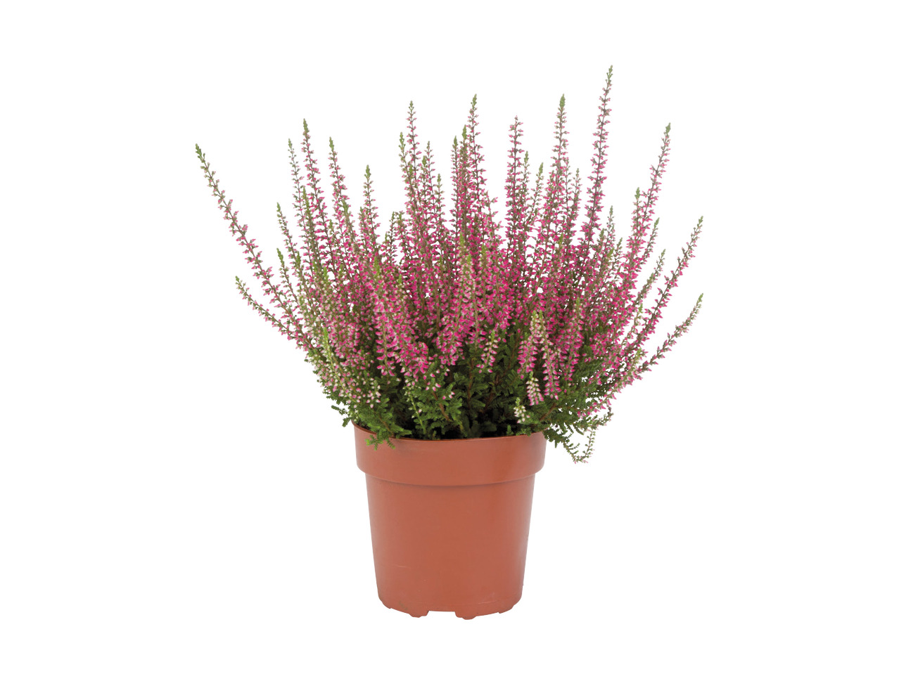 Autumn Heather1