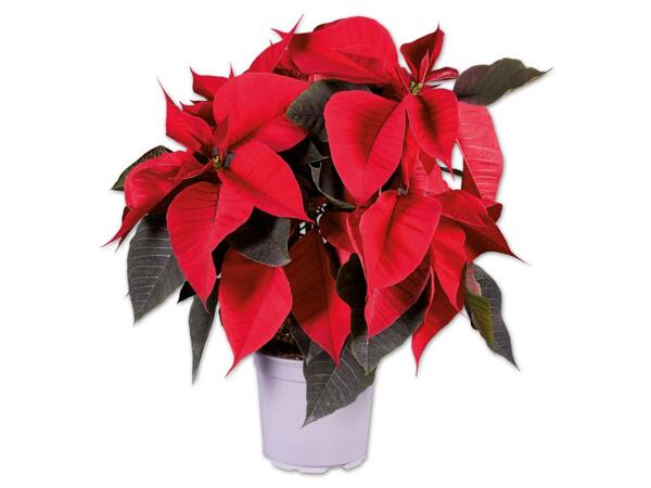 Weihnachtsstern Mehrtrieber