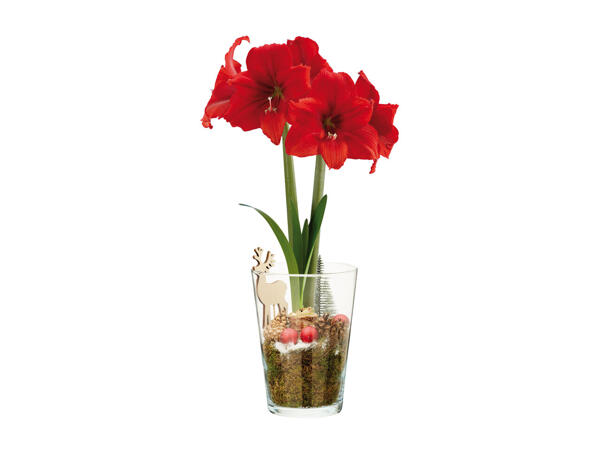 Amaryllis dans un vase en verre avec des décorations de Noël