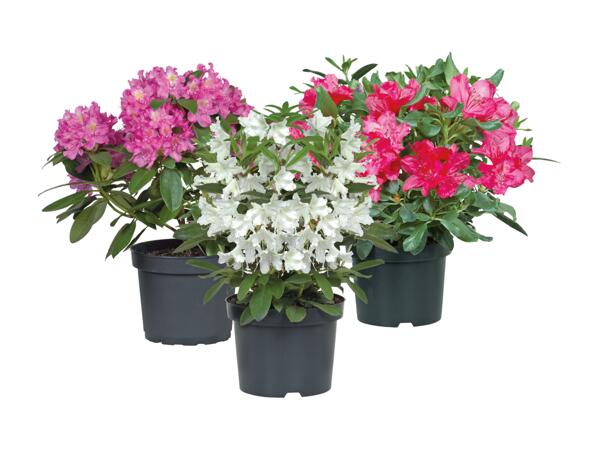 Rhododendron