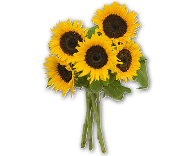 Sonnenblumen