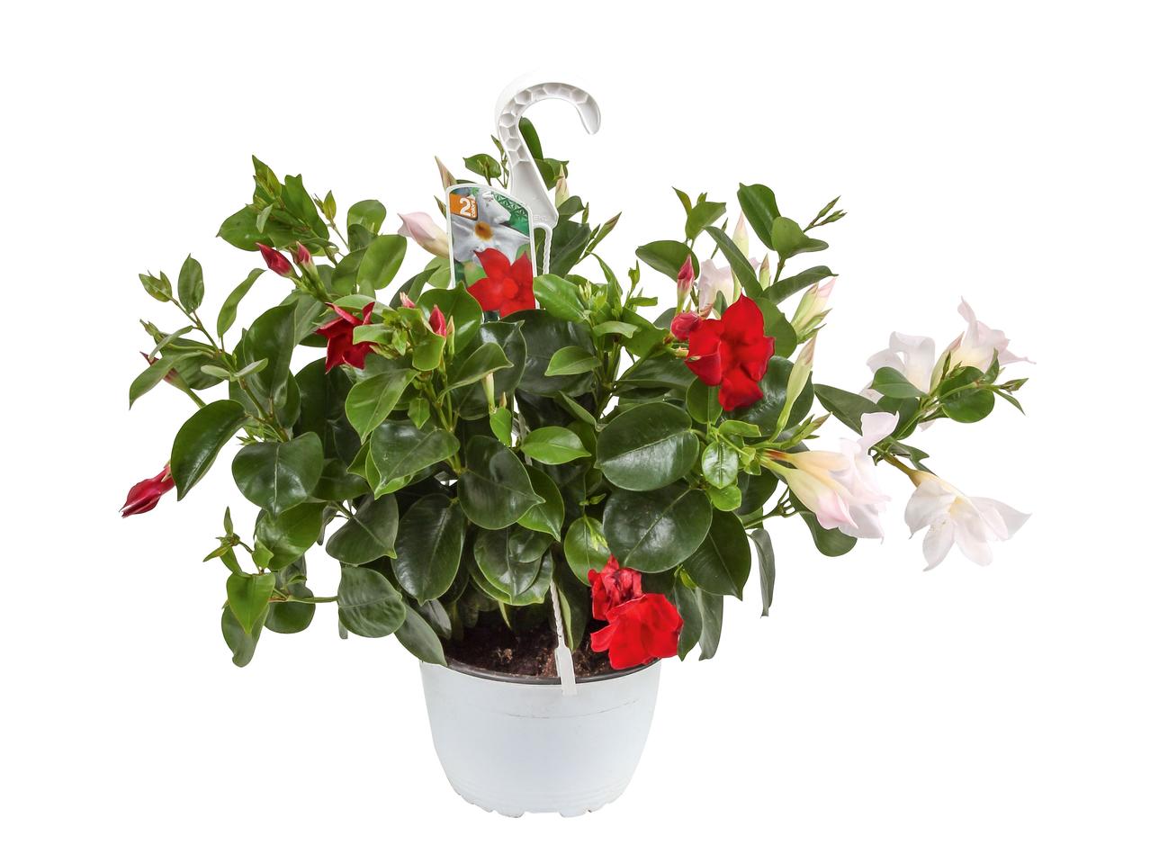 Dipladenia