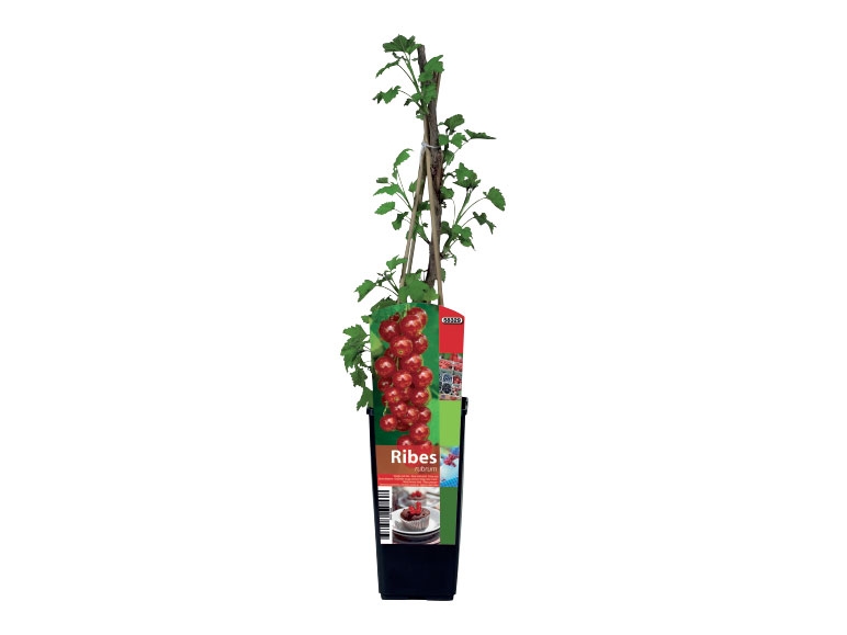 Fruit Bushes