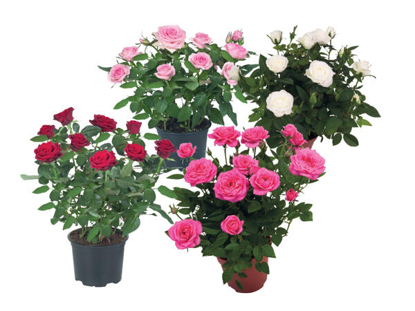 Roses in pot