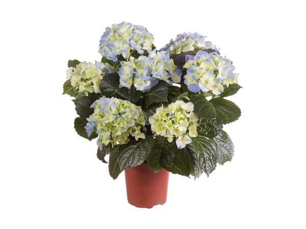 Hortensia
