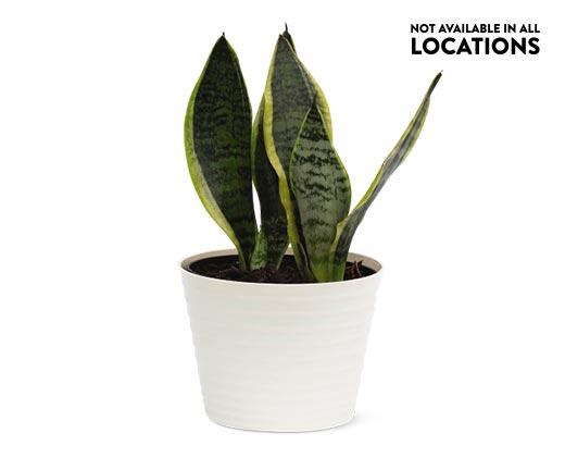 6" Foliage Assorted Varieties