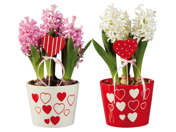 Hyazinthen „Valentin"