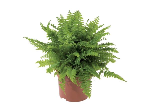 Indoor Plant Selection