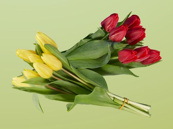 Tulpenstrauß einfärbig