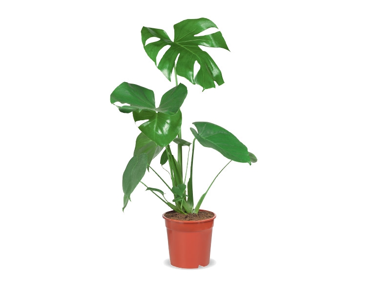 Green Houseplants