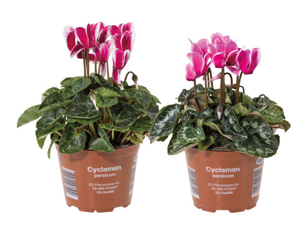 Cyclamen