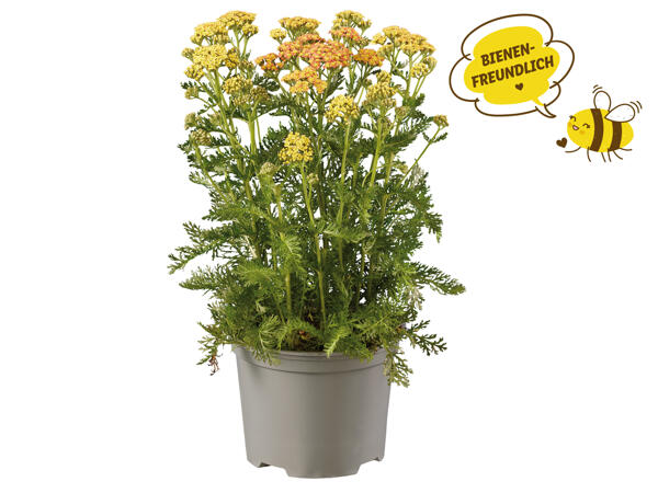 Achillea-Staude 17cm