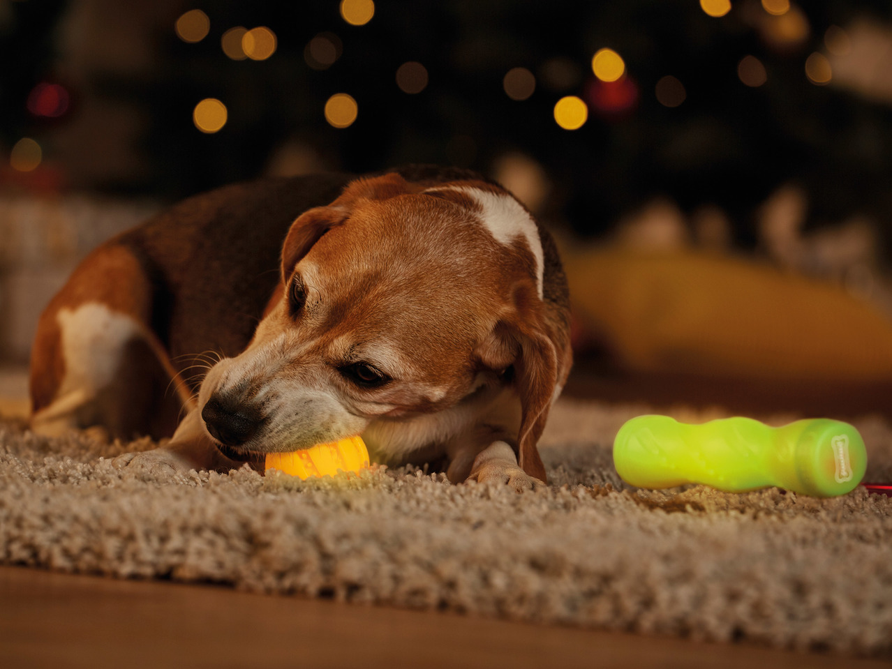 Zoofari Light Up Ball, Fetch Stick or Frisbee1