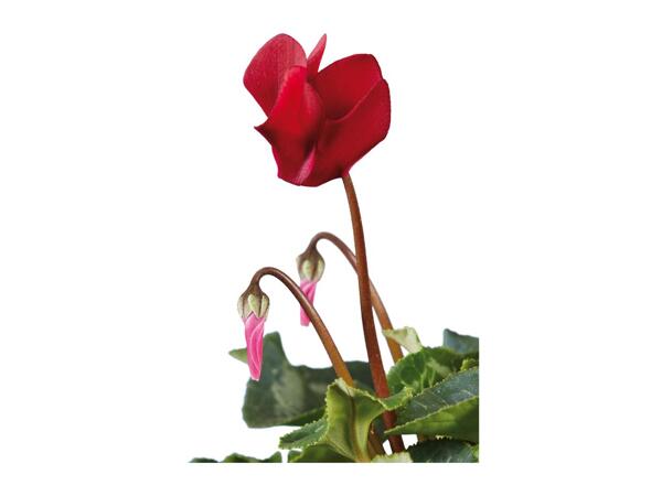 British Cyclamen