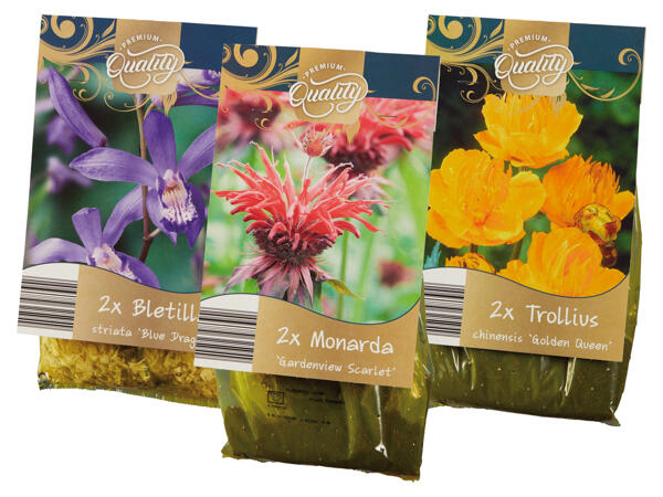 Sommerstauden Zwiebeln Premium