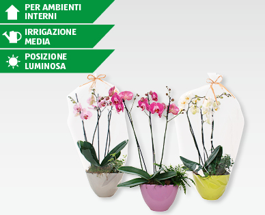 Elegante composizione con Phalaenopsis