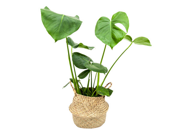 Monstera in Alibaba Basket