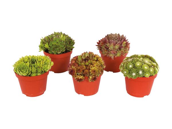Sempervivum Mix