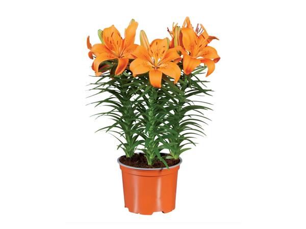 Potted Asiatic Lily