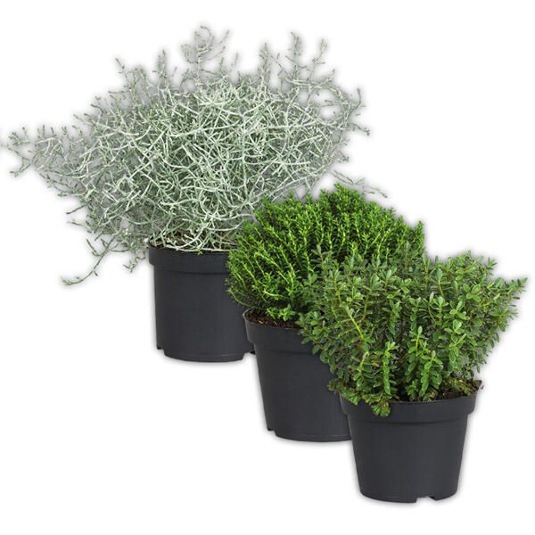 Stacheldrahtpflanze / Hebe Mix