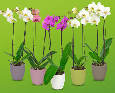 Orchidee