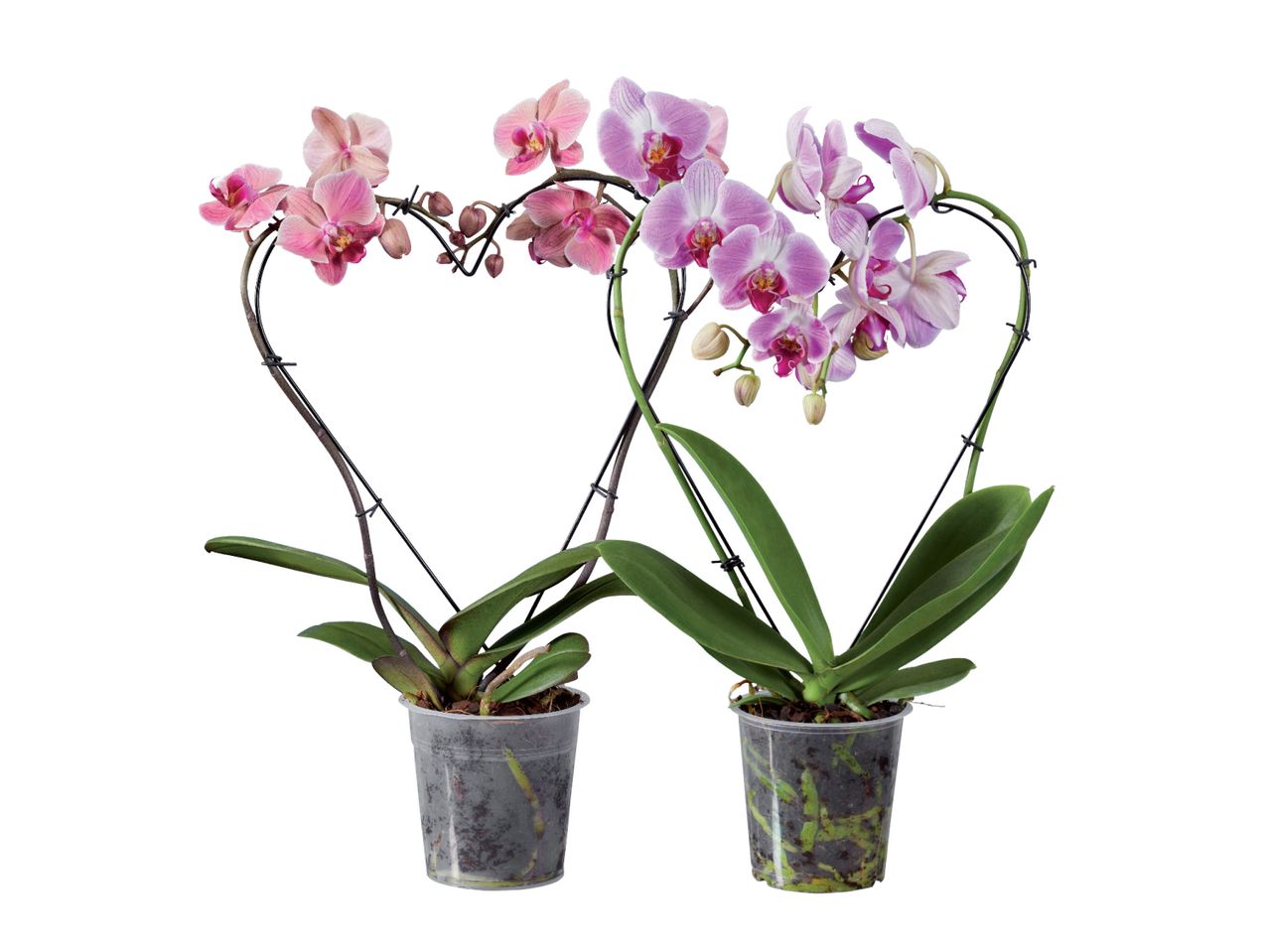 Phalaenopsis