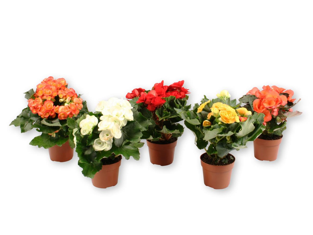 Begonia Elatior Half Volcano
