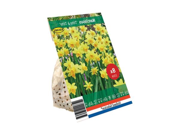 Forårsblomsterløg