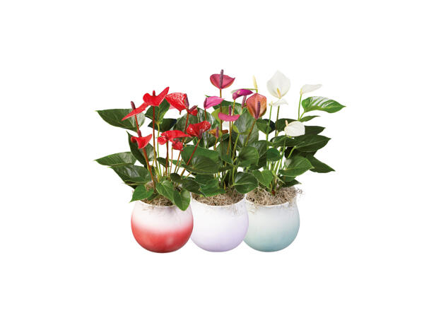 Rosenkalla "Super Mama"