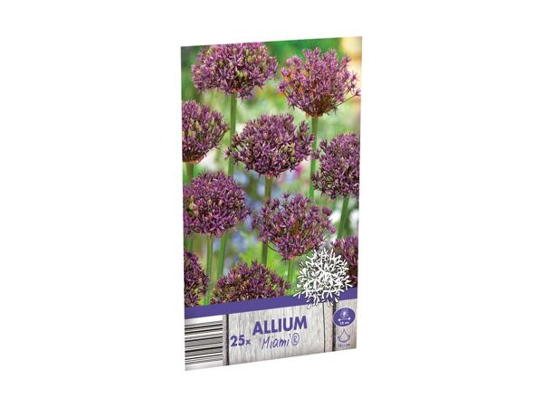 Allium blomsterløg