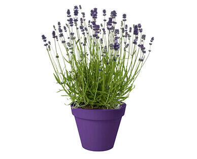 LAVENDEL