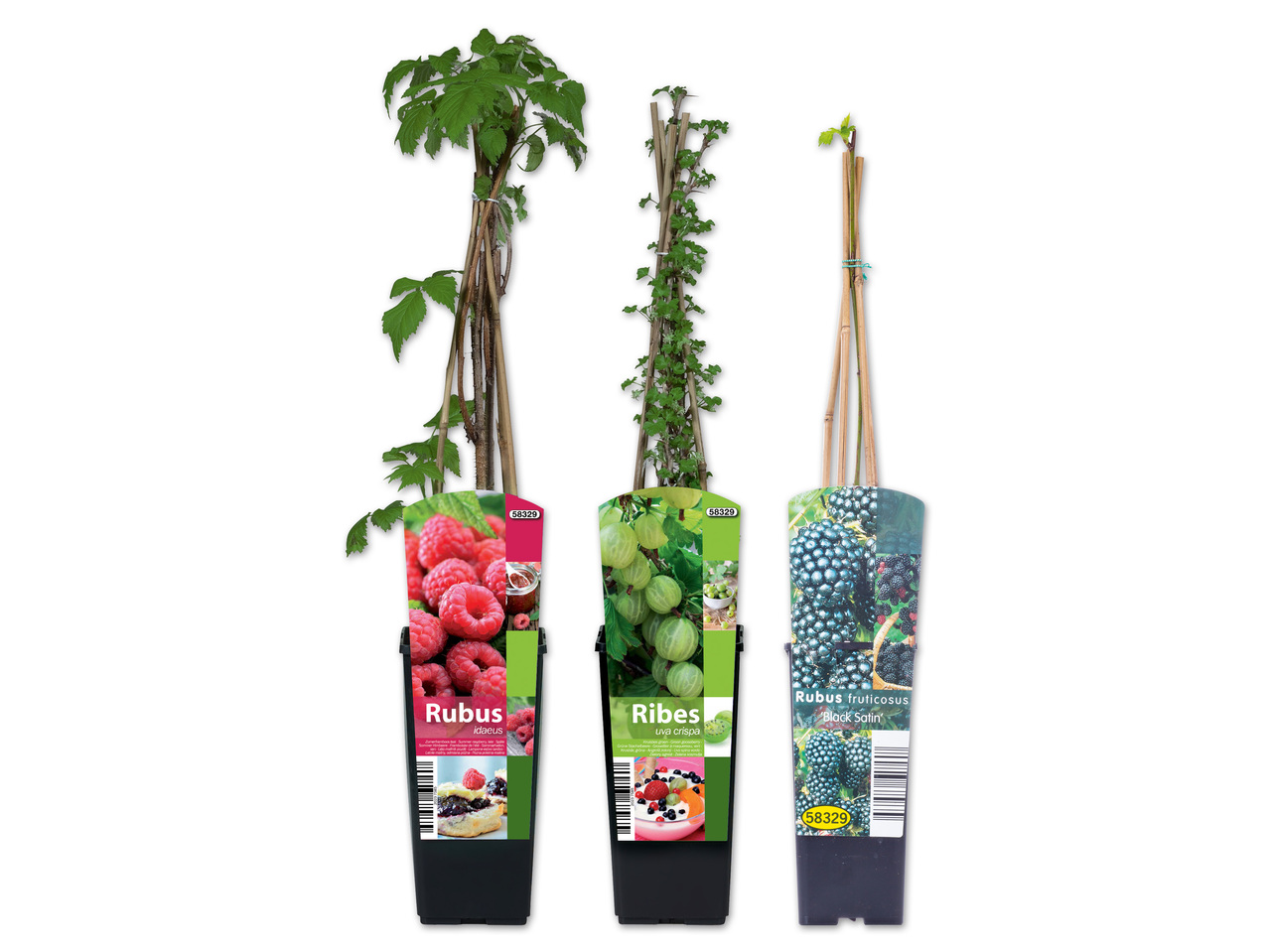 Beerenstrauch im 2-Liter-Topf