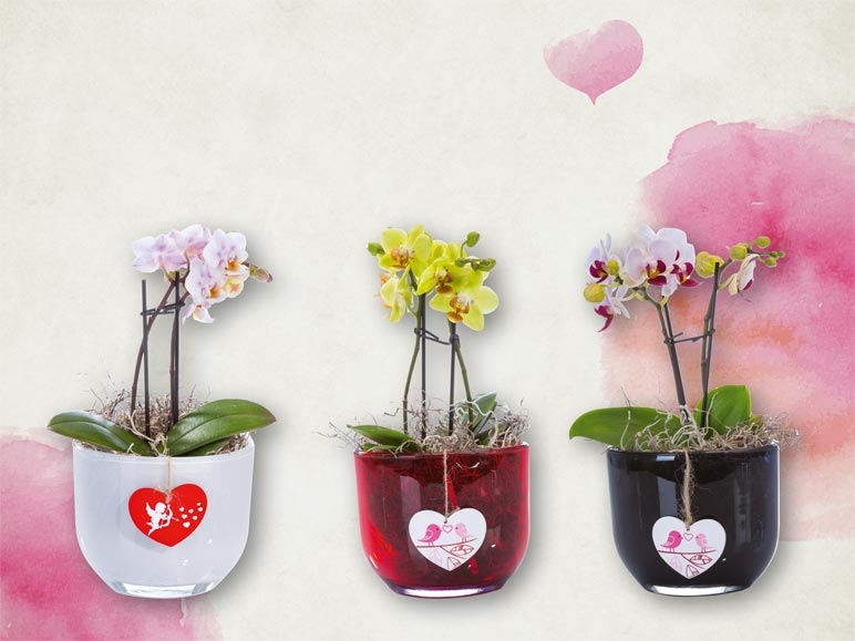 Mini phalaenopsis dans un vase en verre (dès le 11.2)