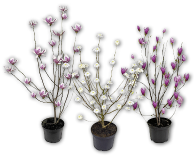 Magnolie