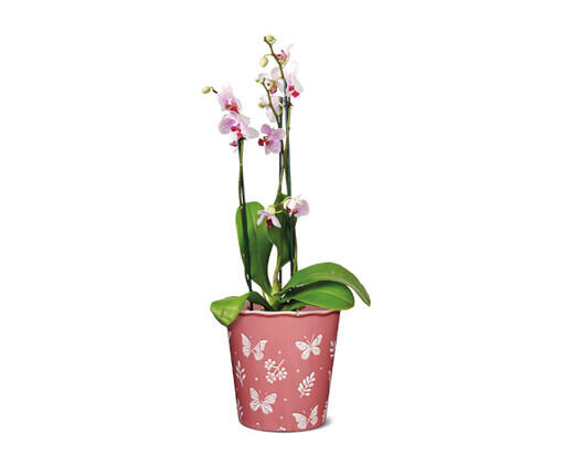 5" Easy Orchid Assorted Colors