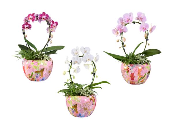 Composition de phalaenopsis dans un pot tendance