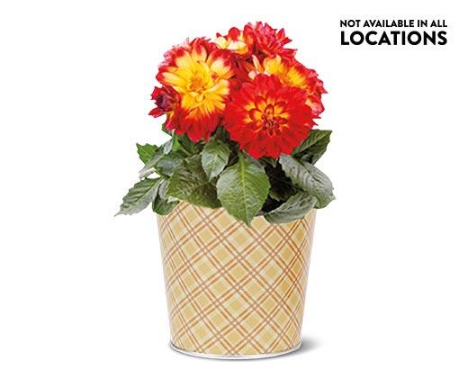 Potted Dahlia Assorted Colors
