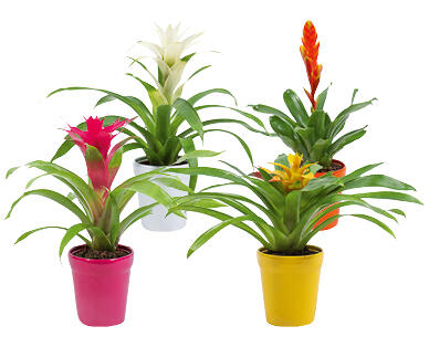 BROMELIA