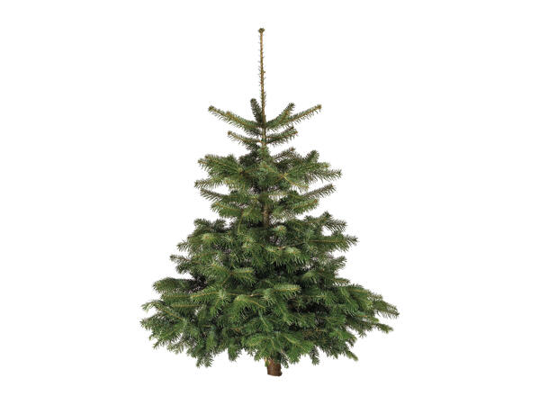 Fresh Cut Christmas Tree